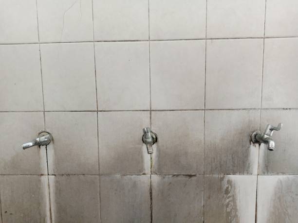 Best Carpet water damage restoration  in Alamo, TN