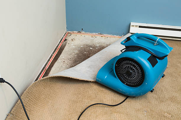 Best Professional water damage repair  in Alamo, TN